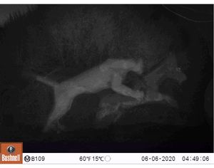 A novel trophic cascade between cougars and feral donkeys shapes desert wetlands