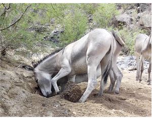 Equids engineer desert water availability